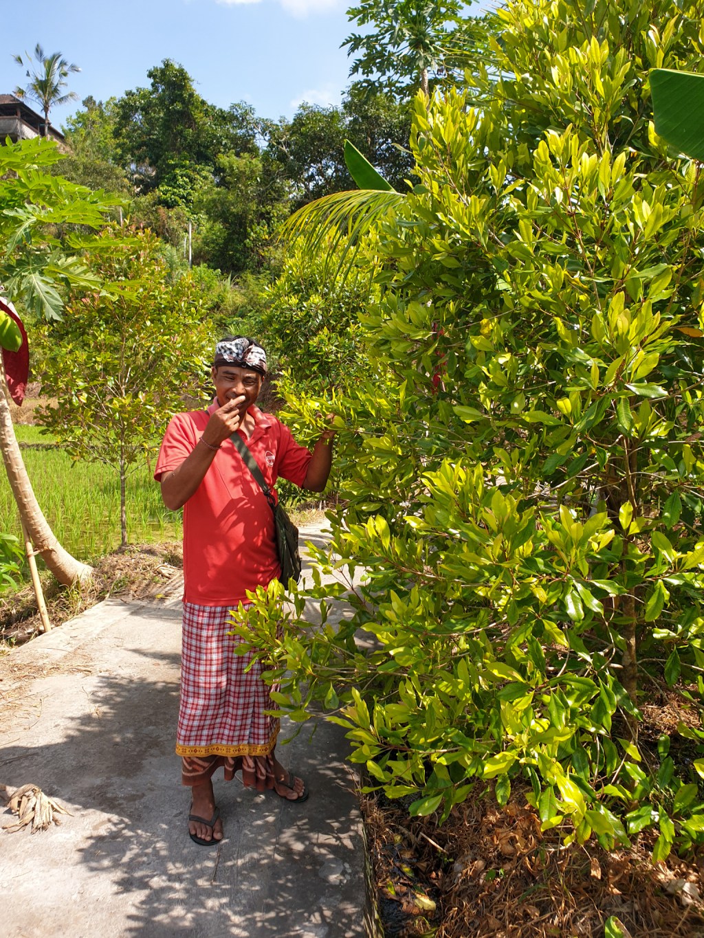Kruidnagel, bloem van&nbsp;Bali